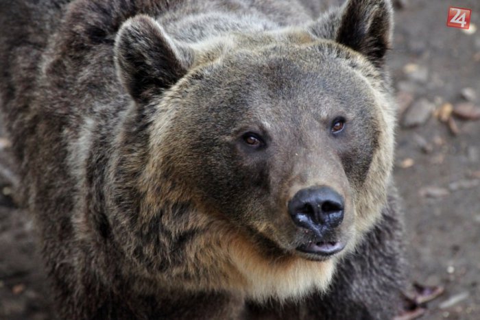 Ilustračný obrázok k článku Pozor, blízko Prešova sa pohybuje medveď: Pri vychádzke majte oči na stopkách!