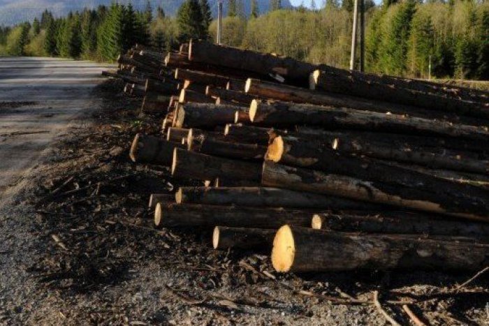 Ilustračný obrázok k článku Krádež dreva na Zemplíne: Zlodej v lese spílil desiatky stromov a spôsobil škodu za tisíce eur!