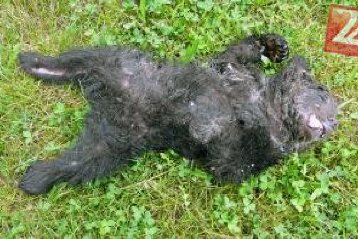 Ilustračný obrázok k článku Na ceste našli mŕtve medvieďa: Niekto mu začal rezať kožu na nohe