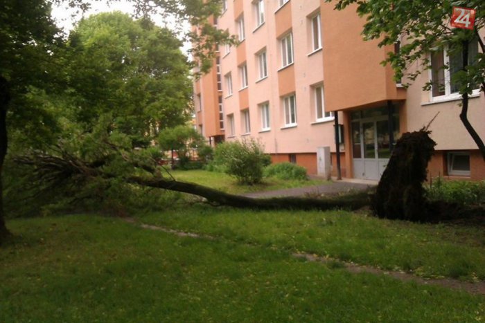 Ilustračný obrázok k článku Prešovčania svedkami popadaných stromov: Aj túto spúšť spôsobil silný vietor!