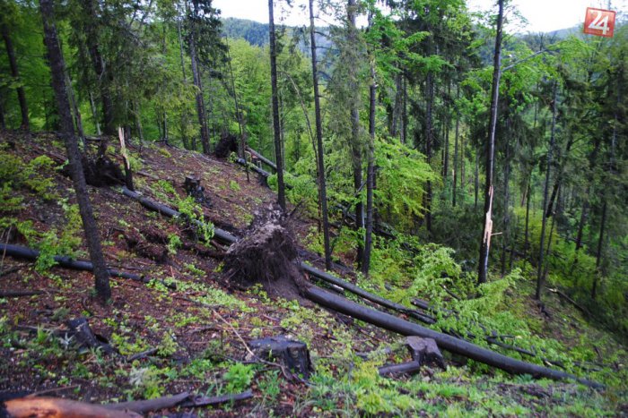 Ilustračný obrázok k článku Ničivé následky silného vetra: Mestské lesy hlásia kalamitu vo výške 15 000 m3