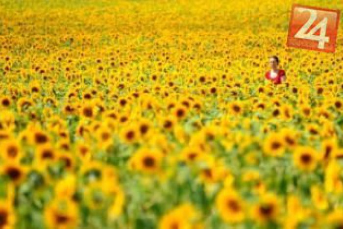 Ilustračný obrázok k článku Slnečnice na pomoc ľuďom: Aj v Nových Zámkoch môžete pomôcť