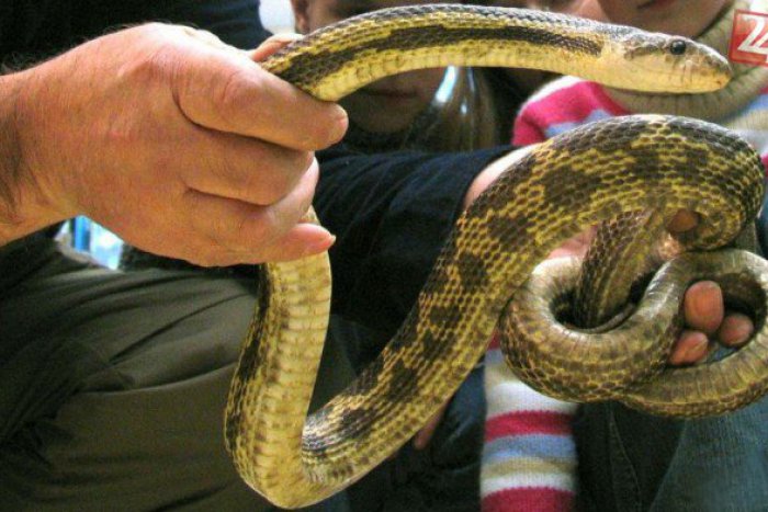 Ilustračný obrázok k článku Mrazivé okamihy počas bežnej vychádzky: Muža (55) do ruky uhryzol had
