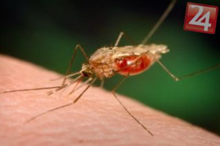 Ilustračný obrázok k článku Po veľkej vode zaútočil nenávidený hmyz: V Prešove sa rozpútal boj s komármi