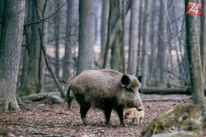 Ilustračný obrázok k článku Diviaky na R1: Auto na streche, takto dopadol vodič (24) pri Žarnovici