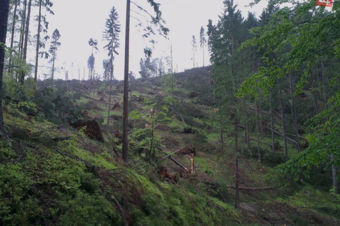 Ilustračný obrázok k článku Ničivá sila prírody je veľká: Mestské lesy odstraňujú májovú kalamitu v rajóne