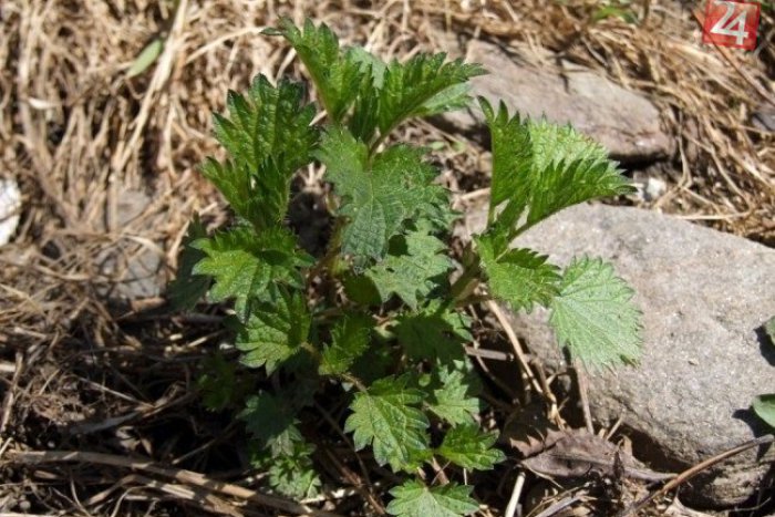 Ilustračný obrázok k článku Žena zomrela pri zbieraní žihľavy: Jeden osudný pohyb kosákom a vykrvácala!