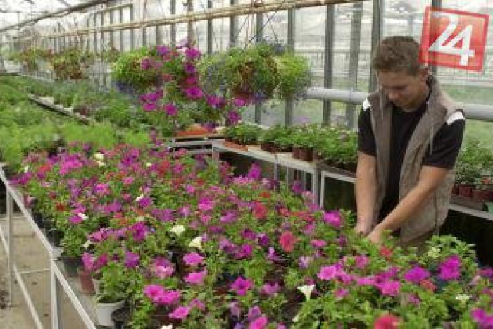 Ilustračný obrázok k článku V Rači prišli s nevšedným nápadom: Ľudia dostanú petúnie či šalvie úplne ZADARMO!