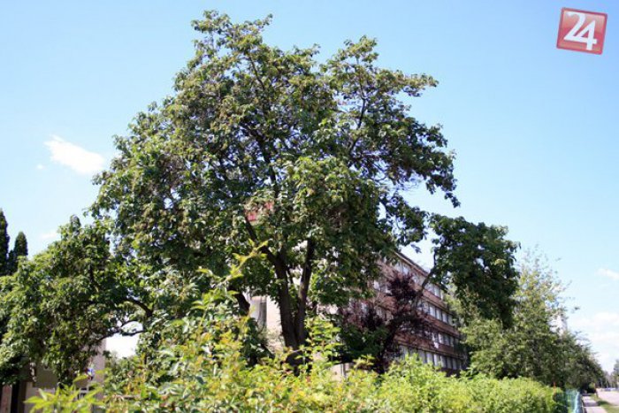 Ilustračný obrázok k článku Trnavská pavlovnia plstnatá bojuje o titul Strom roka: Dostala sa už do finále!