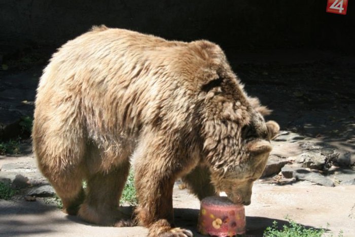 Ilustračný obrázok k článku Zvieratá a horúčavy? V bratislavskej ZOO chladia medveďa zmrzlinou!