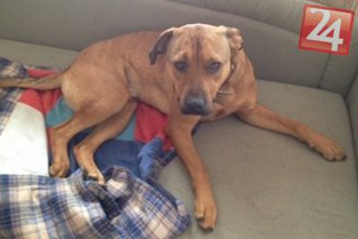Ilustračný obrázok k článku Zúfalý majiteľ prosí o pomoc: Počas venčenia sa stratil pes Macko, za jeho nájdenie odmena