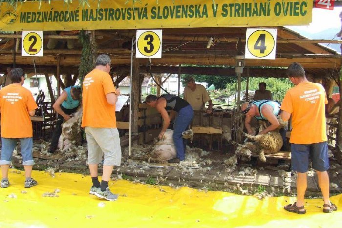 Ilustračný obrázok k článku V Liptovskej Lúžnej padol slovenský rekord v rýchlosti ostrihania jednej ovce