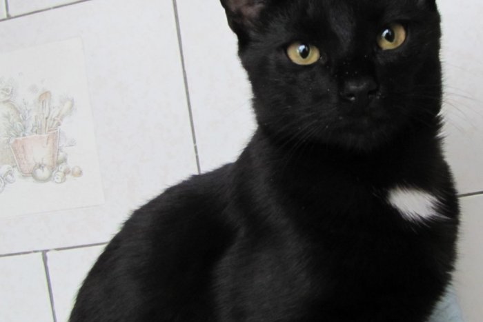 Ilustračný obrázok k článku Stratil sa BRAKO: Pomôžte nájsť majiteľovi tohto kocúrika