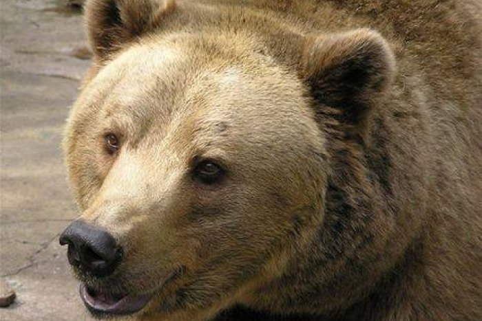 Ilustračný obrázok k článku Obec strašia neželaní návštevníci: Medveďom na ceste už dáva prednosť aj autobus!