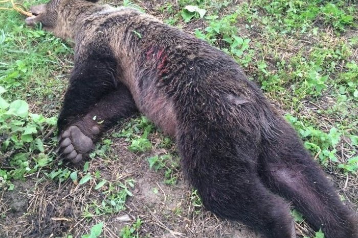 Ilustračný obrázok k článku Šelma, čo nám naháňala strach v OBRAZOCH: Toto je medveď, čo pútal pozornosť v Prešove