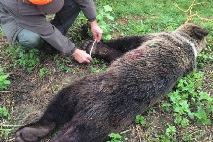 Ilustračný obrázok k článku Môžeme si vydýchnuť, medveď v Prešove doúradoval: Šelmu zastrelili!
