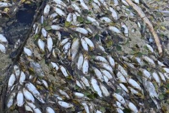Ilustračný obrázok k článku FOTOREPORTÁŽ z Laborca: Smutný pohľad na uhynuté ryby, okolím sa už šíri smrad