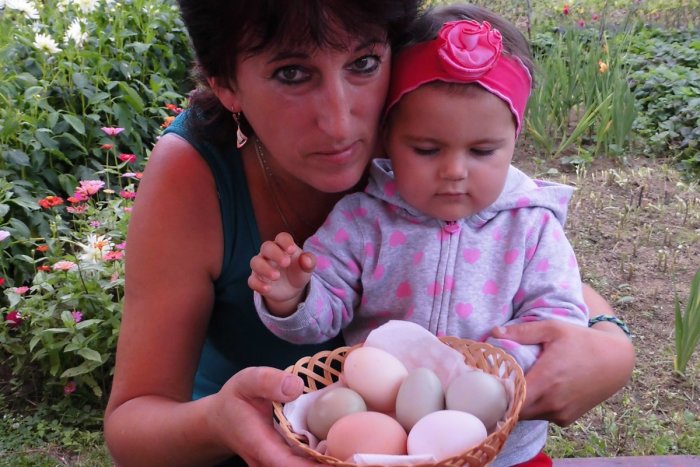 Ilustračný obrázok k článku Rarita z Andíc: Sliepky znášajú rodine zelené vajíčka