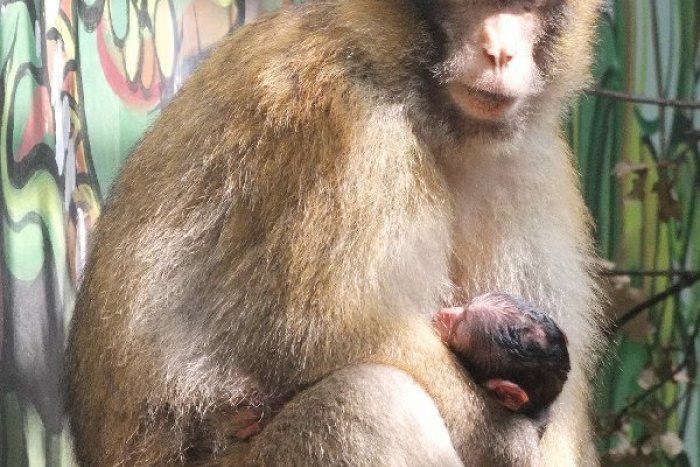 Ilustračný obrázok k článku Babyboom v košickej ZOO OBRAZOM: Tohto malého makaka si určite zamilujete :)