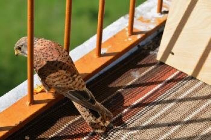 Ilustračný obrázok k článku Mnoho žien jej môže len ticho závidieť: Mária sa pýši najkrajším balkónom vo Zvolene