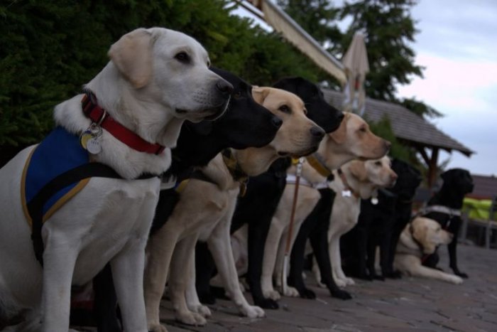 Ilustračný obrázok k článku Celoslovenské cvičenie vodiacich psov v Liptove: Poslúžia aj rušné ulice L. Mikuláša