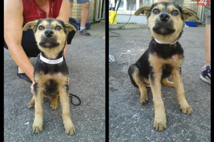 Ilustračný obrázok k článku Túžite po novom miláčikovi? Nekupujte ale adoptujte z nášho útulku!