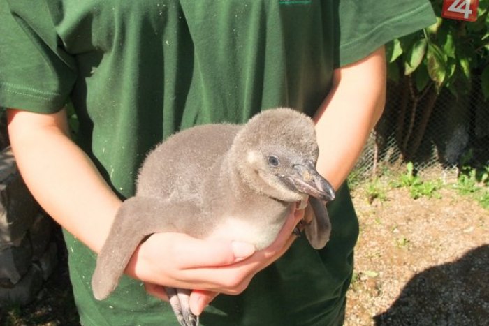 Ilustračný obrázok k článku Košická ZOO sa pýši novým prírastkom: Pozrite FOTO malého tučniačika