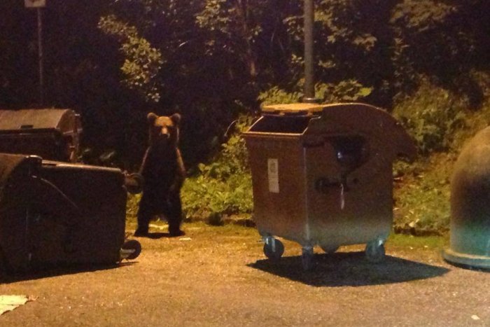 Ilustračný obrázok k článku Prečo chodí medveď do kontajnera v Hrabove? Paparaci si auto ovešal mäsom!