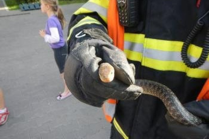 Ilustračný obrázok k článku Nevšedný zásah mestskej polície: Hliadka odchytávala hada!