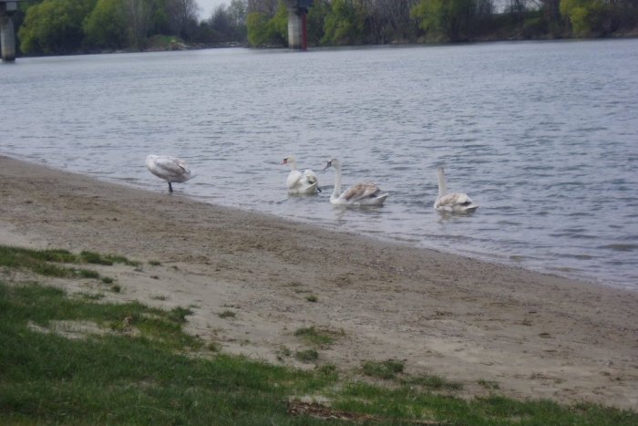 Ilustračný obrázok k článku Nevšedný zásah mestskej polície: Hliadka sprevádzala labuť!