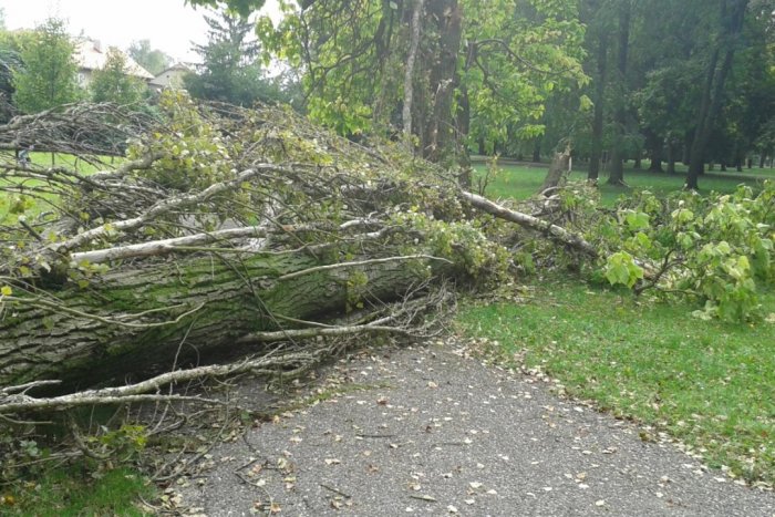 Ilustračný obrázok k článku Dážď a vietor úradovali: Mohutný strom v parku nevydržal veľký nápor!