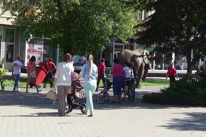 Ilustračný obrázok k článku Strhol na seba pohľad všetkých chodcov: Po humenskom námestí sa prechádzal slon