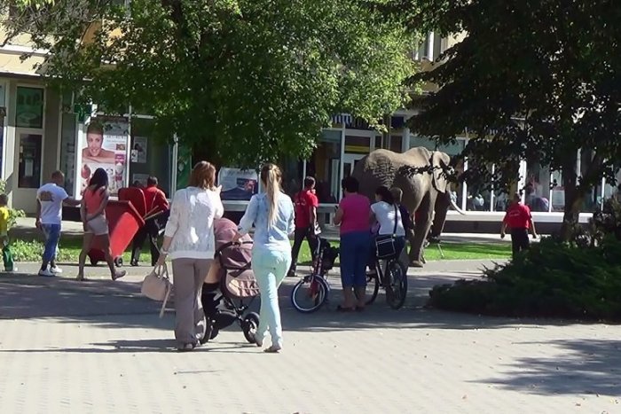 Ilustračný obrázok k článku Strhol na seba pohľady všetkých chodcov: Po námestí sa prechádzal slon