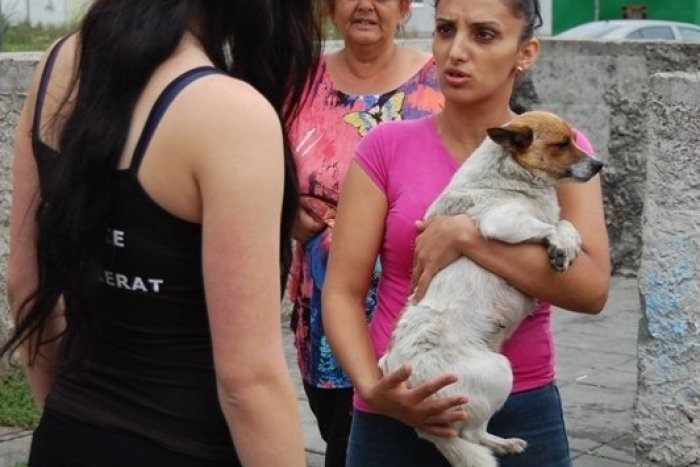 Ilustračný obrázok k článku Dobrovoľníci vykastrovali v Liptove takmer 150 zvierat: Pribylina pomoc odmietla!