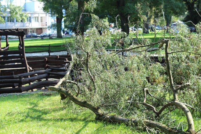 Ilustračný obrázok k článku Ďalší zlomený strom v parku: Obrovský konár spadol vedľa detského ihriska