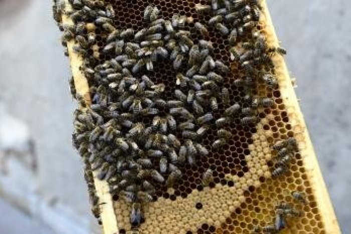 Ilustračný obrázok k článku Nechcete prísť o med? Adoptujte si včelu: Jedna larva za jedno euro