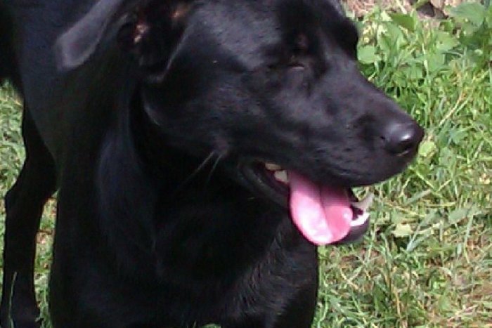 Ilustračný obrázok k článku Zúfalá majiteľka prosí o pomoc: Stratil sa psík Terry, za jeho nájdenie odmena