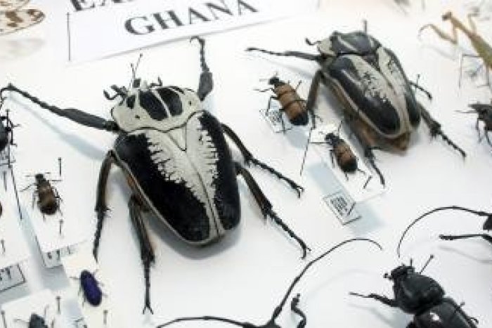 Ilustračný obrázok k článku Vstup pre slabšie povahy len na vlastné riziko: Prievidza zažije inváziu exotického hmyzu a plazov