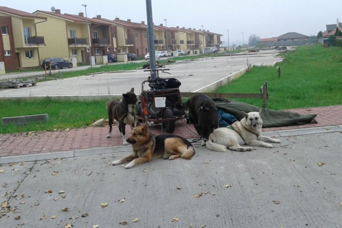 Ilustračný obrázok k článku Vraj v Bratislavskom kraji sa nekočuje na záprahoch so psami. Omyl