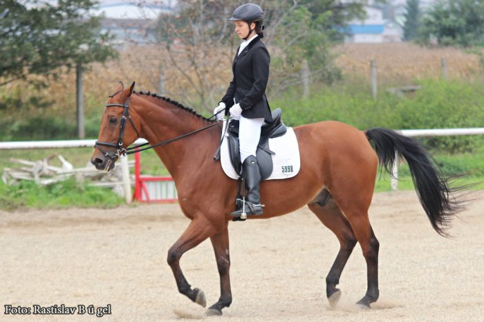 Ilustračný obrázok k článku Desiatky jazdcov pod jednou strechou: V Nitre sa konali drezúrne preteky