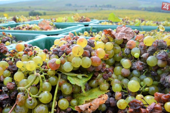 Ilustračný obrázok k článku Vinohradníkov z Topoľčianok potrápilo počasie: Očakávajú však dobrú úrodu