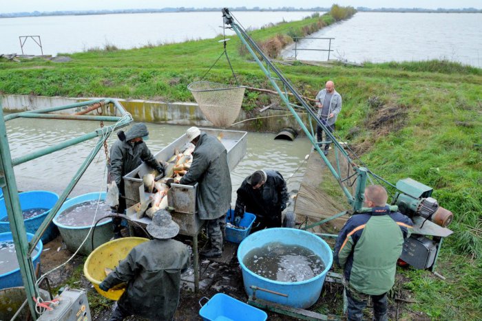 Ilustračný obrázok k článku Vodnú nádrž v Horných Orešanoch vypúšťajú: Ryby rozvezú rybári po okolí