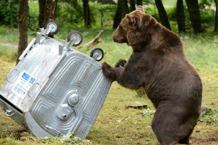 Ilustračný obrázok k článku Prešovčania, pozor na ďalšiu šelmu: V okolí mesta sa pohybuje medveď!