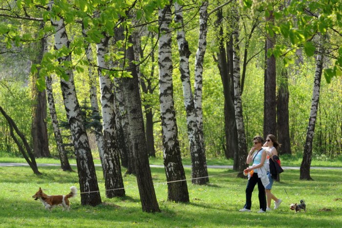 Ilustračný obrázok k článku Vysoká tráva v Brezne, v ktorej sa už strácajú aj psy: Pribudnú kosačky a tretia kosba?