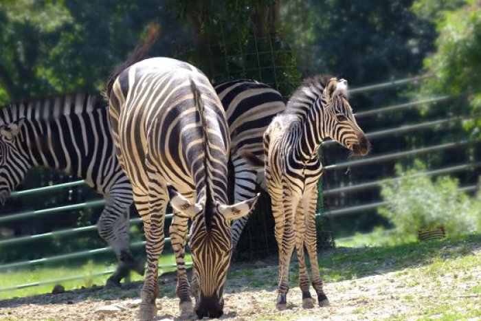Ilustračný obrázok k článku Vzácny prírastok v našej ZOO: Páriku zebier sa narodilo mláďa