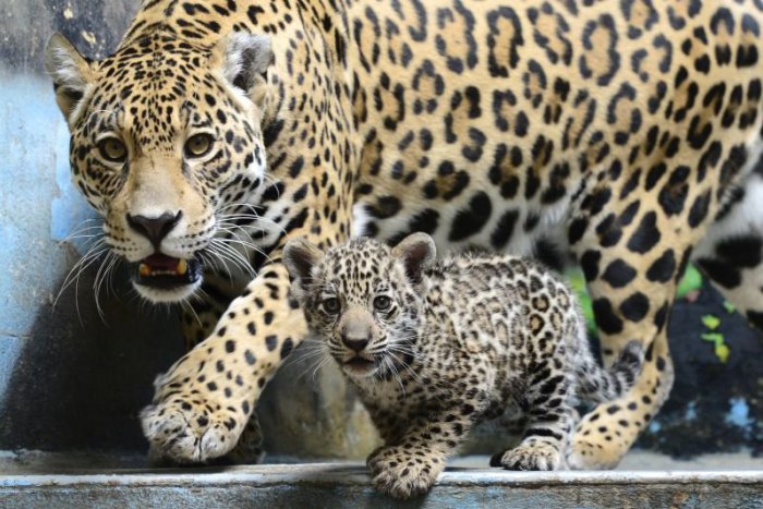 Ilustračný obrázok k článku V bratislavskej ZOO došlo k veľkému nešťastiu. Samec jaguára amerického usmrtil vlastné mláďa