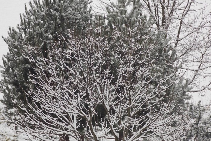 Ilustračný obrázok k článku Predpovede sa naplnili, Perinbaba dodala prvý sneh: Pozrite si zimné obrázky zo Spišskej