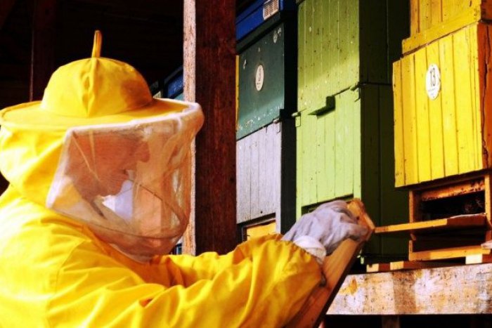 Ilustračný obrázok k článku Lutilskí včelári o tohtoročnom mede: Plány skomplikoval veľký úhyn