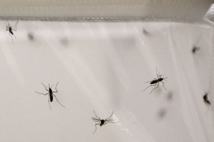 Ilustračný obrázok k článku Využite čas a zabezpečte sa pred letom: Hmyz už spí, táto humenská firmička však nie :)