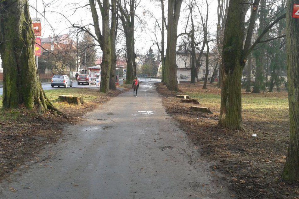 Ilustračný obrázok k článku ZÁBERY z bystrického parku hovoria jasnou rečou: Po desiatkach stromov zostali len holé pne